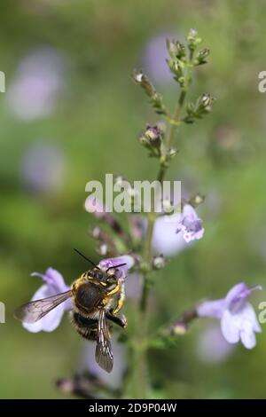 Large woolly bee, Anthidium manicatum, wild bee, woolly bee, small-flowered mountain mint, Clinopodium nepeta, bee pasture Stock Photo