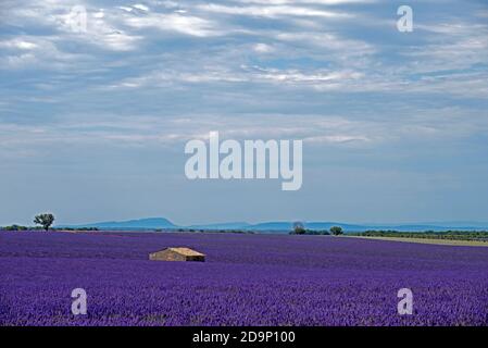 France, Alpes de Haute Provence, Plateau de Valensole, old stone house in lavender fields and mountains Stock Photo