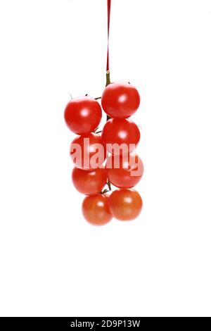 An isolated shot of cherry tomatoes on white background Stock Photo
