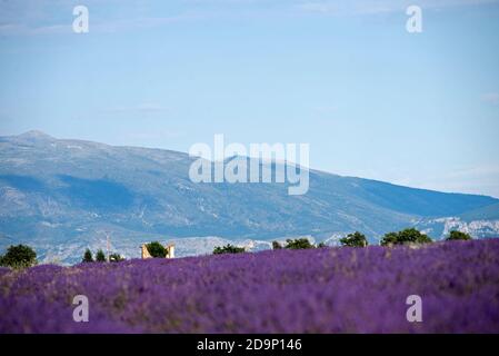 France, Alpes de Haute Provence, Plateau de Valensole, old stone house in lavender fields, mountains in the back Stock Photo
