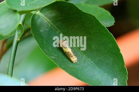 One Lime Swallowtail Caterpillar in the Early 3rd Instar Resting on a Lime Tree Leaf Stock Photo