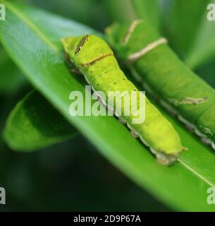 Early Instar Larva Of Citrus Swallowtail   Orange Dog, Resembling A 