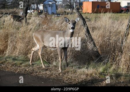 Side view of young deer standing beside the road near Mission Marsh, Thunder Bay, Ontario, Canada, North America.