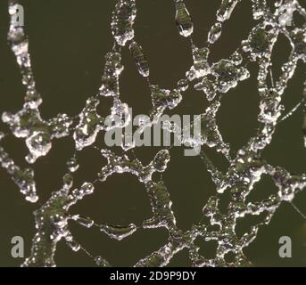 water droplets on web in macro Stock Photo