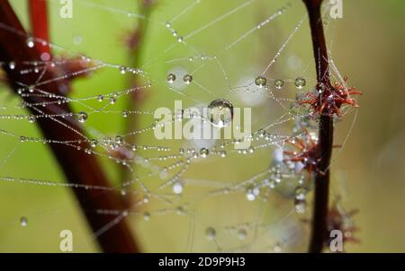 water droplets on web in macro Stock Photo