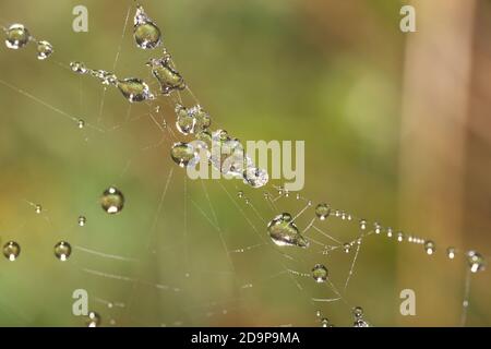 water droplets on web in macro Stock Photo
