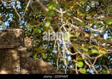 wild indian male leopard or panther peeping out his face from historic or ancient old big gate wall at ranthambore national park or tiger reserve Stock Photo