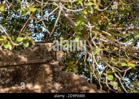 wild indian male leopard or panther peeping out his face from historic or ancient old big gate wall at ranthambore national park or tiger reserve Stock Photo