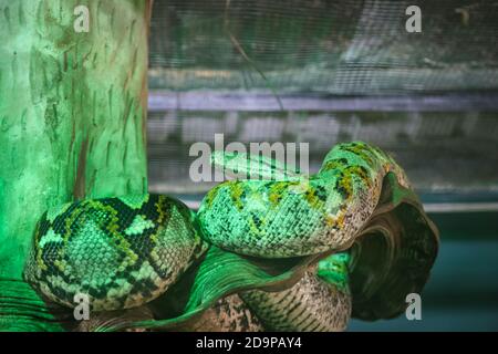 Phyton inside a cage at a zoo Stock Photo
