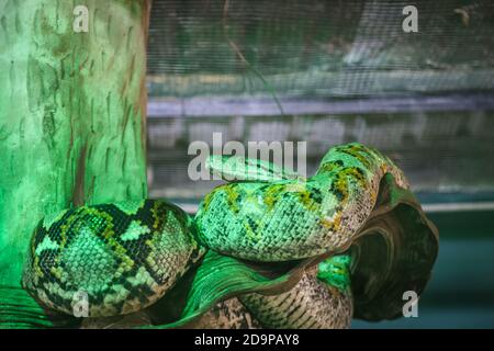 Phyton inside a cage at a zoo Stock Photo