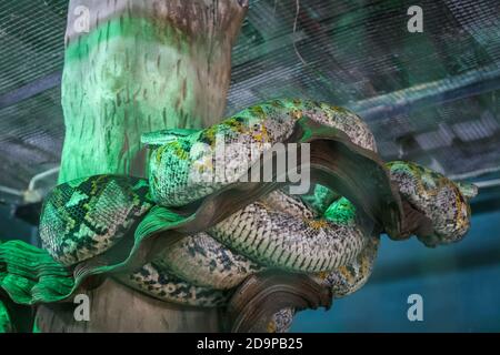 Phyton inside a cage at a zoo Stock Photo