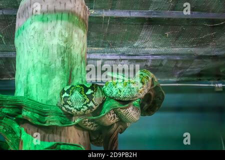 Phyton inside a cage at a zoo Stock Photo