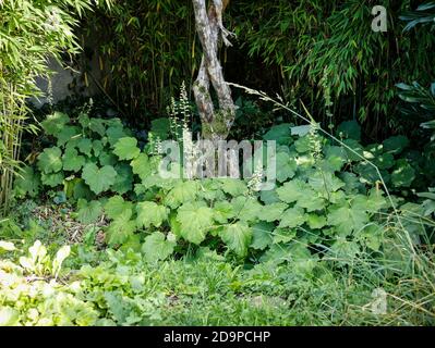 Velvet-leaf silver bells, evergreen against bamboos Stock Photo