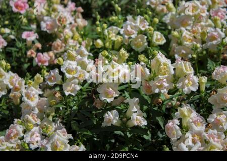 White-yellow flowers. The flowerbed. Floral background Stock Photo