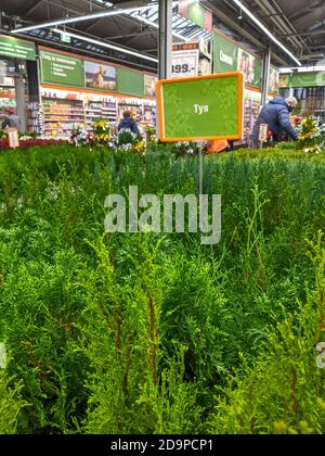 04 11 2020 Moscow, Russian Federation. sale of thuja in pots in a shopping center. live tree for celebrating christmas Stock Photo