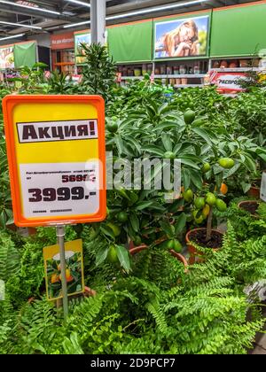 04 11 2020 Moscow, Russian Federation, OBI hypermarket. mobile photo. sale of citrus decorative trees in the supermarket Stock Photo