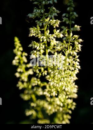 Velvet leaf silver bells, evergreen Stock Photo