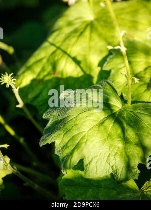 Velvet leaf silver bells, evergreen Stock Photo