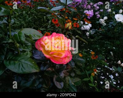 Beautiful pink flower of rose - woody perennial flowering plant Stock Photo