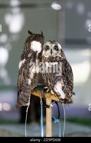 Two owls sitting on a barling and looking around Stock Photo