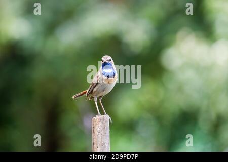 Little bird  bluethroat (Luscinia svecica cyanecula) on a wooden fence pillar against green blurred nature background Stock Photo