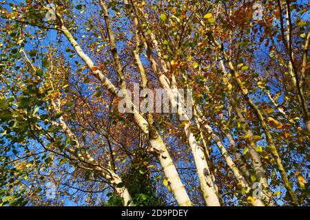 Silver birch tree in the autumn, against a blue sky. UK Stock Photo