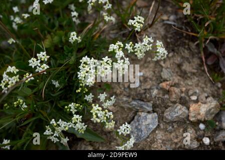 Galium saxatile white inflorescence Stock Photo