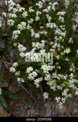 Galium saxatile white inflorescence Stock Photo
