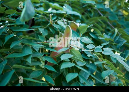 Gymnocladus dioicus branch close up Stock Photo