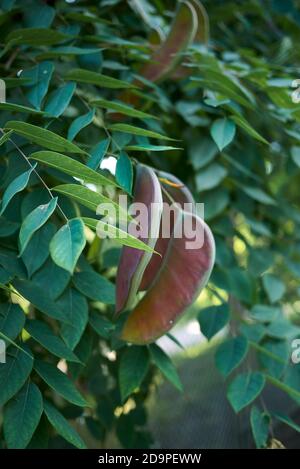 Gymnocladus dioicus branch close up Stock Photo