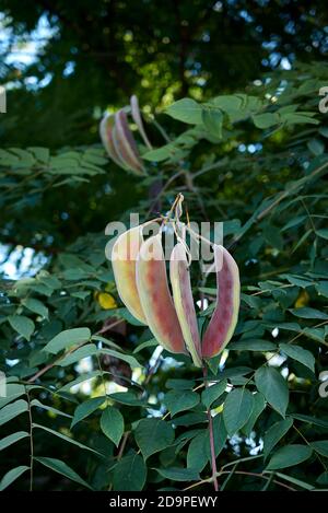 Gymnocladus dioicus branch close up Stock Photo