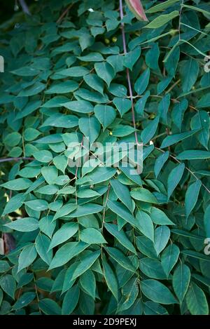 Gymnocladus dioicus branch close up Stock Photo