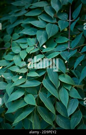 Gymnocladus dioicus branch close up Stock Photo