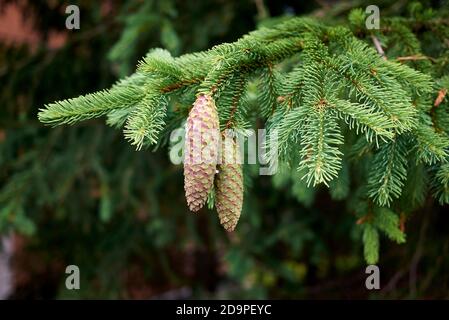 Picea abies branch close up Stock Photo