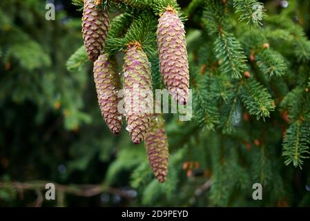 Picea abies branch close up Stock Photo
