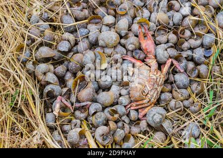 dead crab on the shells in the rice field. Stock Photo