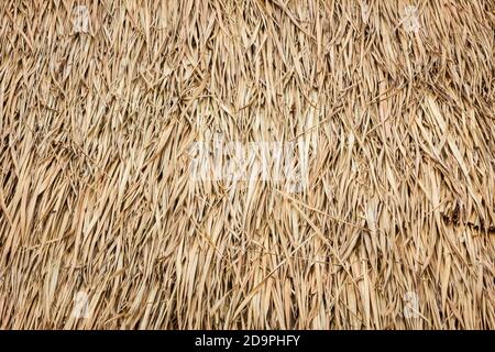 roof made of dried leaves of the cogon grass Stock Photo