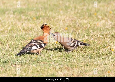 African Hoopoe (Upupa epops africana) fledgling with adult, Robertson, Western Cape, South Africa in spring Stock Photo