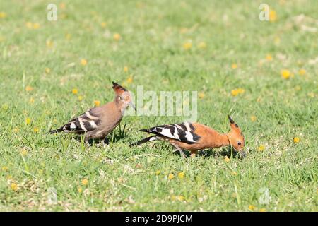 African Hoopoe (Upupa epops africana) fledgling with adult, Robertson, Western Cape, South Africa in spring Stock Photo