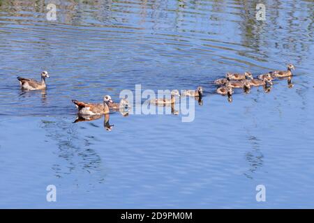 Egyptian Goose (Alopochen aegyptiaca) family with brood of goslings swimming, Breede River, Western Cape, South Africa with reflection Stock Photo