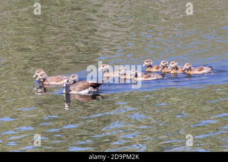 Egyptian Goose (Alopochen aegyptiaca) family with brood of goslings swimming in Breede River, Western Cape, South Africa Stock Photo