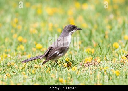 Fiscal Flycatcher (Sigelus silens)  female Robertson, Western Cape, South Africa foraging on grass Stock Photo