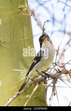 Fiscal Flycatcher (Sigelus silens) male with earthworm prey in bill perched in tree, Robertson, Western Cape, South Africa Stock Photo