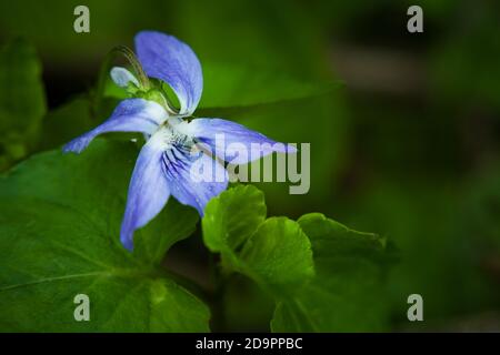 Single early dog-violet flower, large close up Stock Photo