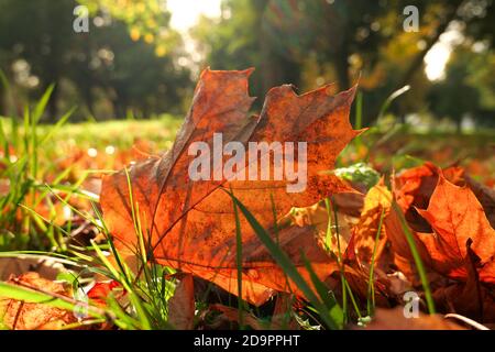 Autumn scene. Dead leaf in orange red on green grass. Selective focus, deliberately blurred background Stock Photo