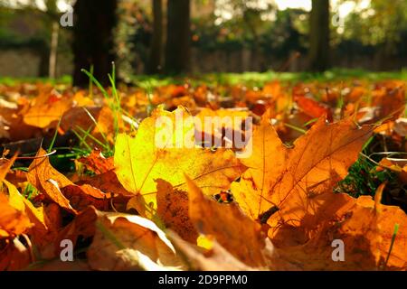 Autumn scene. Dead leaf in orange red on green grass. Selective focus, deliberately blurred background Stock Photo