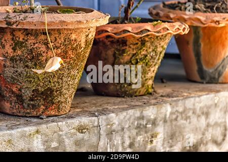 A close up of a dead leaf of a potted plant suspended in the air from a dead branch. Stock Photo