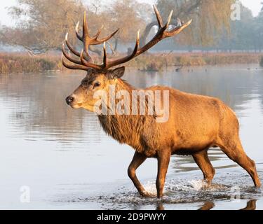 A red deer stag wades knee-deep though the chilly waters of an Autumnal Bushy Park, West London Stock Photo