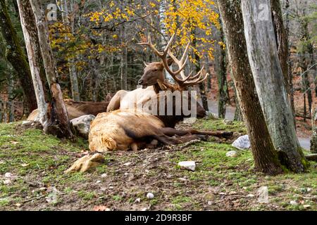 A Bull Elk resting on the grass in the woods. Stock Photo