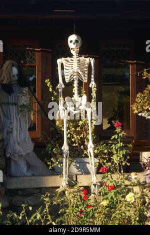 Pasadena, California, USA 4th November 2020 A general view of atmosphere of Halloween Display with Skeletons and pumpkins on November 4, 2020 in Pasadena, California, USA. Photo by Barry King/Alamy Live News Stock Photo